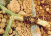 Korean_Melon_Disease